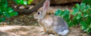 宠物兔吃什么蔬菜