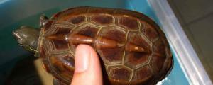 中华草龟可以干养吗