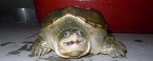 鳄龟肠炎症状