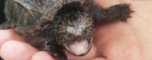 鳄龟下蛋的前兆