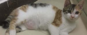 五个月猫咪多重正常