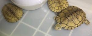 乌龟冬眠叫醒有危险吗