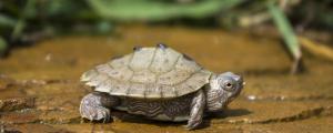 乌龟繁殖期在什么时候
