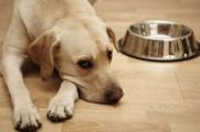 狗狗吃了狗粮吐了怎么回事，喂食太多或者肠胃炎所致