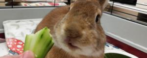 兔子吃黄瓜吗