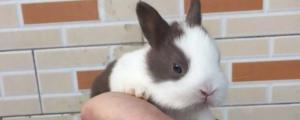 荷兰侏儒兔成年后丑吗
