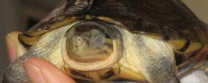 乌龟眼睛白膜如何清理