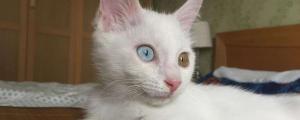 猫的眼睛晚上为什么会发光