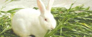 生长最快的兔子品种
