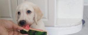 狗狗能吃西瓜不