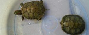 七彩乌龟能活多久