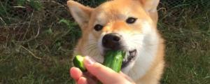 狗吃黄瓜的好处和坏处