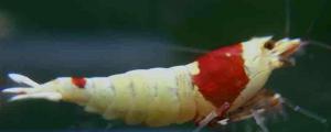 水晶虾为什么不繁殖