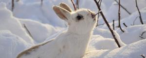 冬天养兔子要注意什么