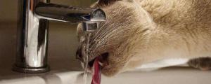 幼猫不喝水怎么办