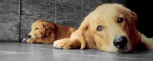 狗子宫蓄脓早期的症状