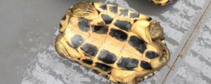 南石龟是深水龟,还是浅水龟