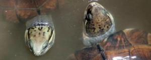 乌龟浮水是什么原因