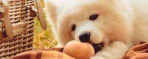 狗可以吃油桃吗