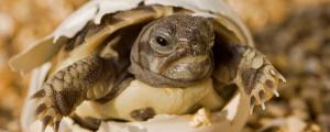 乌龟孵化要多久
