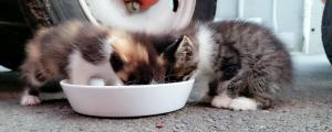 幼猫吐食物怎么回事
