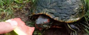 乌龟可以吃西瓜吗