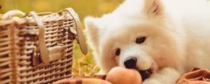 幼犬可以吃桃子吗