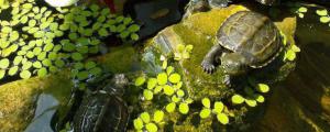 绿水养龟的好处和坏处