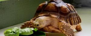 乌龟要怎么养,才能让它健康长大?