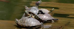 巴西龟能放生到河里吗