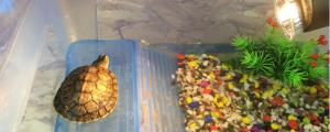 巴西龟用多大的缸养