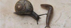 蛞蝓和蜗牛能一起养吗