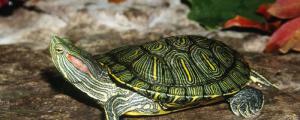 巴西龟需要晒太阳吗