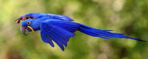 蓝色鹦鹉是什么品种
