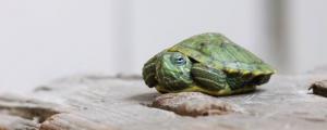 绿水养龟要多久换水一次
