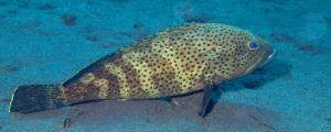 石斑鱼为什么会变性