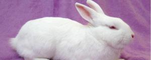 兔子的尾巴有多长?