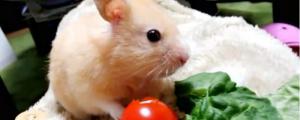 奶茶仓鼠可以吃哪些水果蔬菜