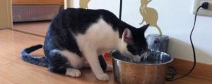 猫咪能喝自来水烧的凉开水吗