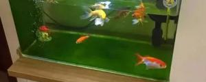 鱼缸快速长绿苔的办法