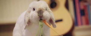 垂耳兔喜欢吃什么东西