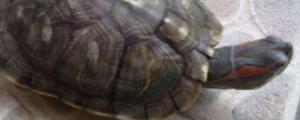 怎么知道巴西龟怀孕