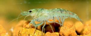 黑壳虾抱卵多久生小虾