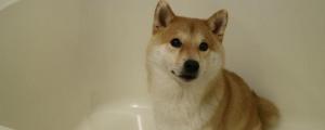 柴犬几个月可以洗澡