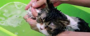 幼猫可以洗澡吗夏天