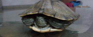 巴西龟的寿命是多少年，养的好可以活30年以上