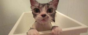 猫咪多大可以洗澡