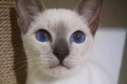 暹罗猫为什么这么便宜，血统杂缺点多导致很少人养