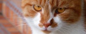 猫黄疸症状早期