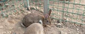 兔子散养注意事项
